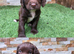 Working cocker puppies