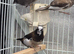 Bengalese finches