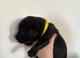 KC Registered Labrador Puppies