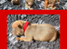 STUNNING BLUE/FAWN & BLUE/WHITE PUPPIES FOR SALE