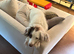 Waylon & Wyatt - Looking for a Very Special New Home