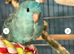 Turquoise linolated parrokeet