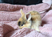 Mini lion lop