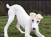 3/4 Saluki bitch pup from perfect bloodlines