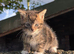 Beautiful tabby kittens for forever homes