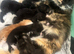 pure maine coon reduces last female left ready now