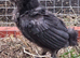 FREE 3 x 3 week old Barbu D'uccle chicks