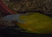 Proven breeding pair Suncheeck conure pair