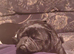 4 year old pug