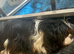 Cavalier King Charles puppy