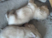 Longhaired miniature dachshunds