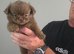 Kc chihuahuas