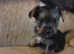 Yorkshire terrier x jackrussel