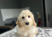 Bluebells handsome f1b cockapoo boys