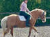 A stunning stamp of a section c mare