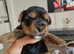 Yorkshire pure terrier