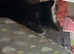 Mother and kitten (AVAILABLE)