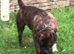 Am sell dog Boxer