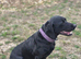6 year old black lab female