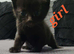 Beutiful kittens