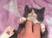 Kittens for sale!!!