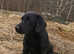 Stud dog, Black labrador retriever