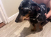 Miniature dachshund