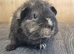 Beautiful Baby guinea pigs for sale