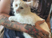 White Maine Coon Boy. Vaccinated