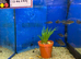 Juvenile Blue Hap (Aulonocara nyassae)