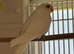 Baby Splendid grass parakeets