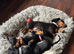 Male Miniature Dachshunds