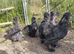 Beautiful Young Silkie Cockerels