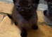 Blacky brown boy kitten