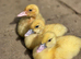 Muscovy ducklings