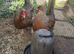 Cream legbar breeding group