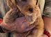 Stunning Labradoodles (Miniature) From Health tested parents