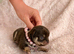 Apple head Chihuahua puppies
