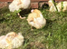 Cherry valley ducklings