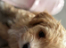 Beautiful F1 Cavapoochon Puppies &ndash; Ready for Their Forever Homes