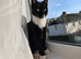 Jinx 1 year old