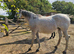 15.2 Grey tb mare 13 yrs