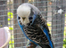 Pet Budgies + Handtame