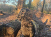 Working sprocker pups