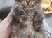 Mainecoon kittens for sale