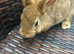 Bunnies for sale now! 2 Females left well bonded