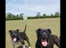 Staffy Staffy puppy