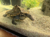 X3 YOUNG TURTLES & SET UP