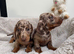 Miniature dachshund