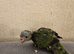 Tame kakariki chicks